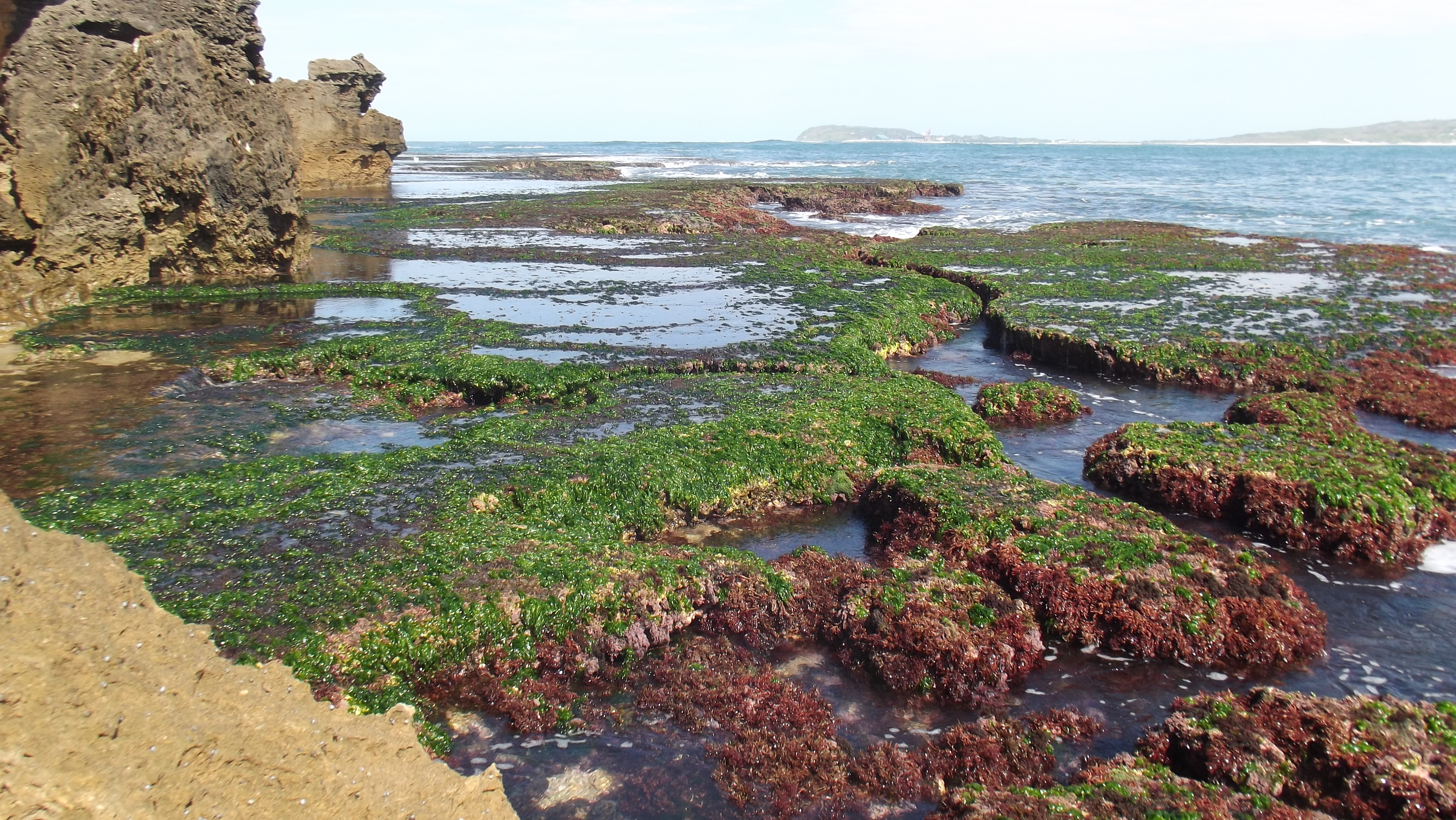 Rocks in bay covered in green